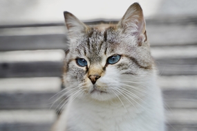 可爱呆萌狸花猫摄影图片